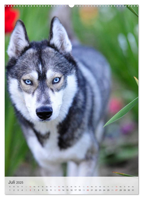 Hundepersönlichkeiten (CALVENDO Premium Wandkalender 2025)