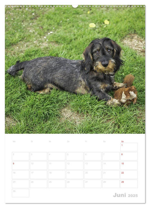 Der Dackel - mein kleiner Freund (CALVENDO Premium Wandkalender 2025)