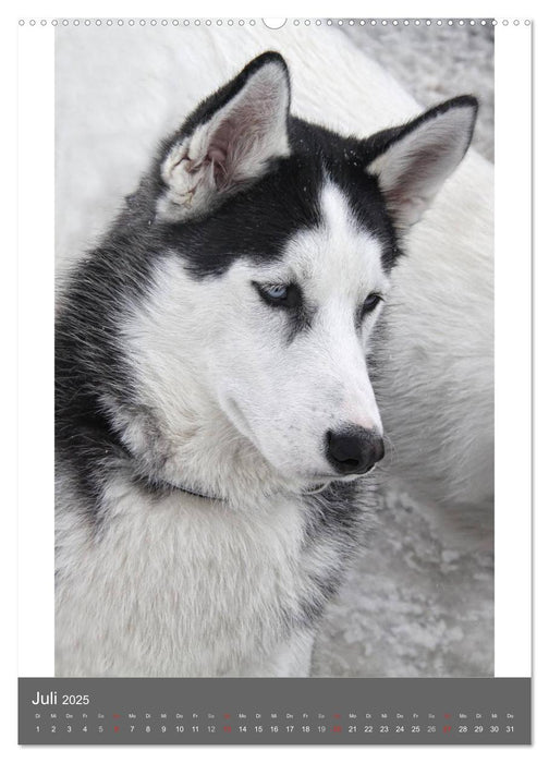 Huskies - Portraits im Schnee (CALVENDO Premium Wandkalender 2025)