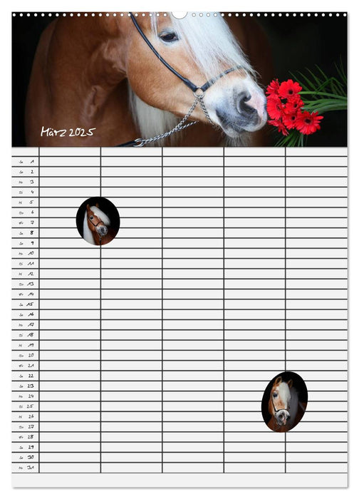 Haflinger Pferde - Stall- und Familienplaner 2025 (CALVENDO Premium Wandkalender 2025)