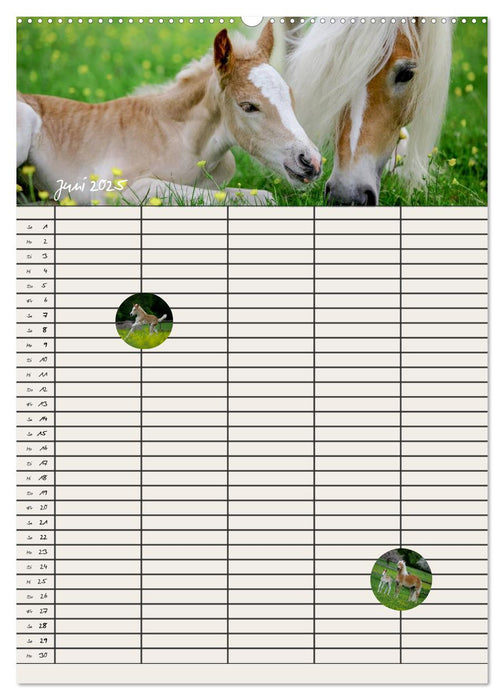 Haflinger Pferde - Stall- und Familienplaner 2025 (CALVENDO Premium Wandkalender 2025)