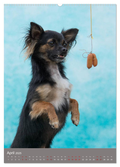 Hundegesichter beim Würstchenschnappen (CALVENDO Wandkalender 2025)