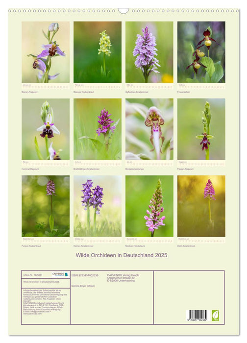 Wilde Orchideen in Deutschland 2025 (CALVENDO Wandkalender 2025)