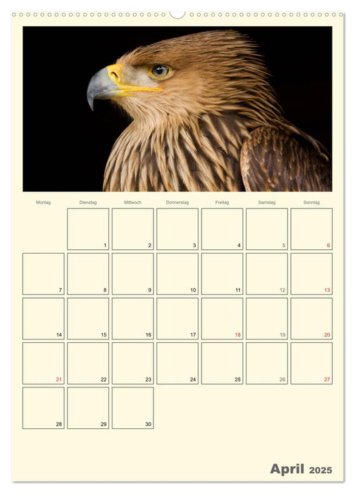 Raubvögel (CALVENDO Premium Wandkalender 2025)