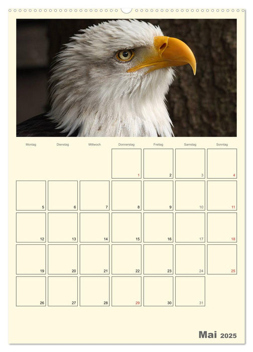 Raubvögel (CALVENDO Premium Wandkalender 2025)