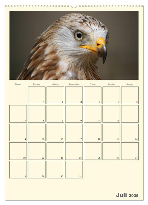 Raubvögel (CALVENDO Premium Wandkalender 2025)