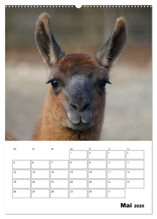 Alpaka und Lama Terminplaner (CALVENDO Premium Wandkalender 2025)