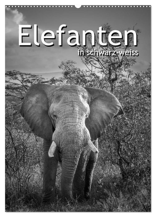 Elefanten in schwarz-weiss (CALVENDO Wandkalender 2025)