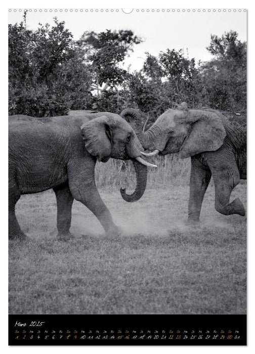 Elefanten in schwarz-weiss (CALVENDO Wandkalender 2025)