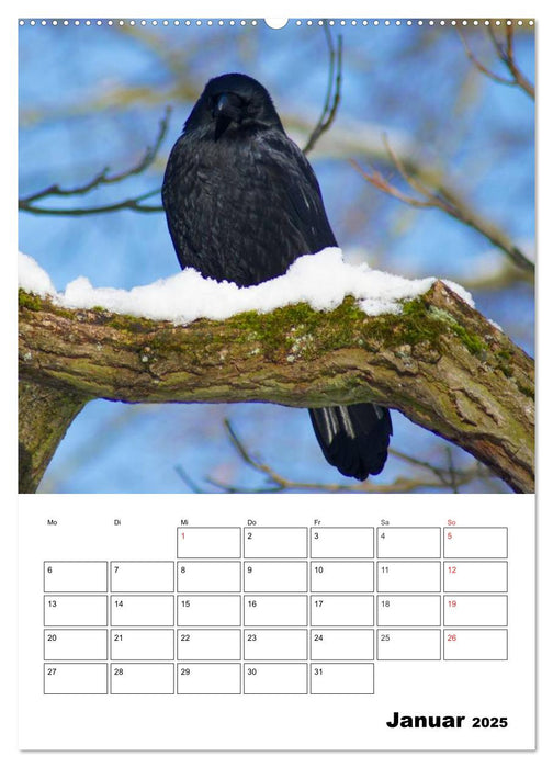 Rabenvögel Terminplaner (CALVENDO Premium Wandkalender 2025)