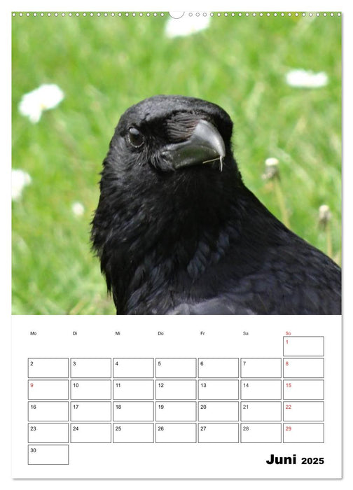 Rabenvögel Terminplaner (CALVENDO Premium Wandkalender 2025)