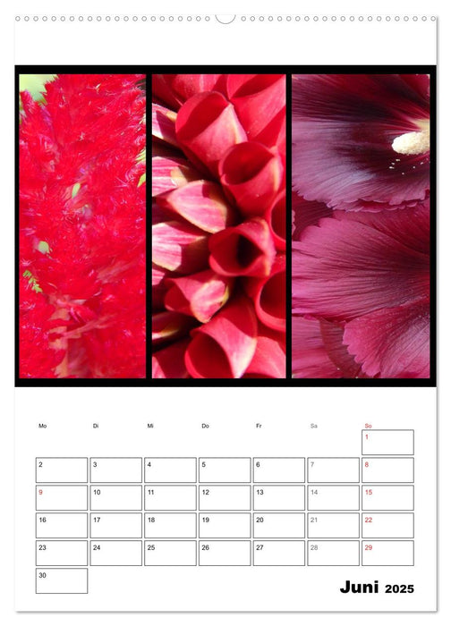 Trilogie der Blütenfarben (CALVENDO Premium Wandkalender 2025)