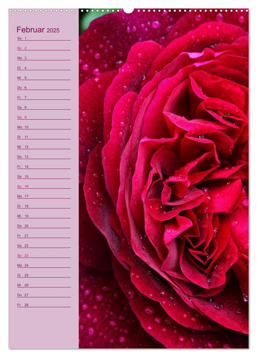 Rosen Symphonie (CALVENDO Premium Wandkalender 2025)