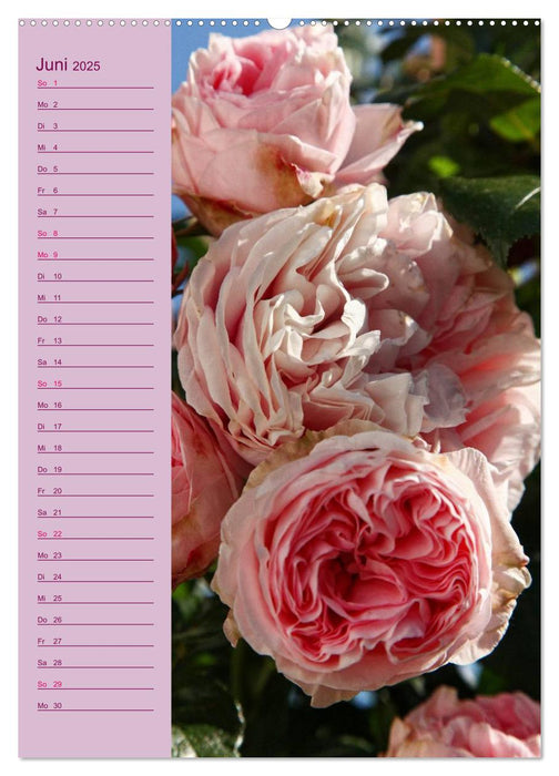 Rosen Symphonie (CALVENDO Premium Wandkalender 2025)