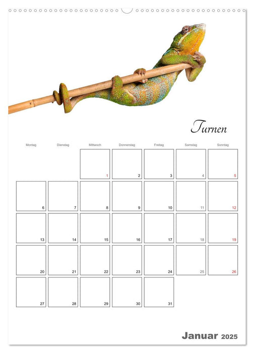 Sportliche Tiere (CALVENDO Premium Wandkalender 2025)