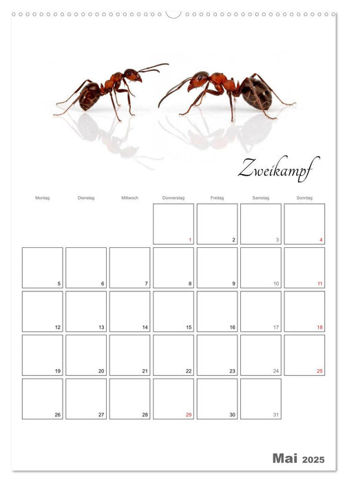 Sportliche Tiere (CALVENDO Premium Wandkalender 2025)