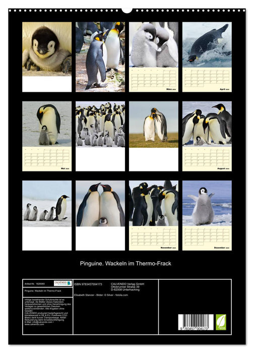Pinguine. Wackeln im Thermo-Frack (CALVENDO Premium Wandkalender 2025)
