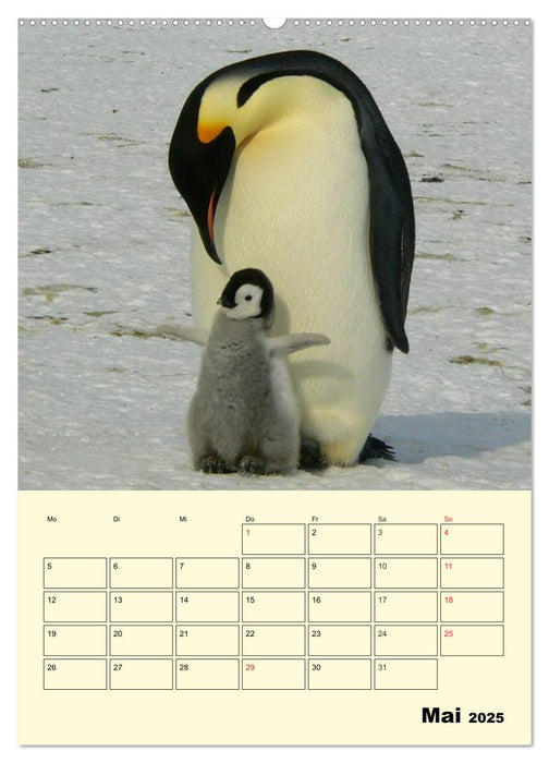 Pinguine. Wackeln im Thermo-Frack (CALVENDO Premium Wandkalender 2025)