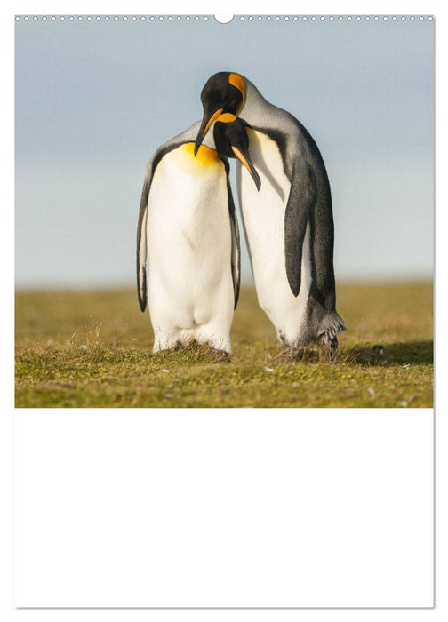 Pinguine. Wackeln im Thermo-Frack (CALVENDO Premium Wandkalender 2025)