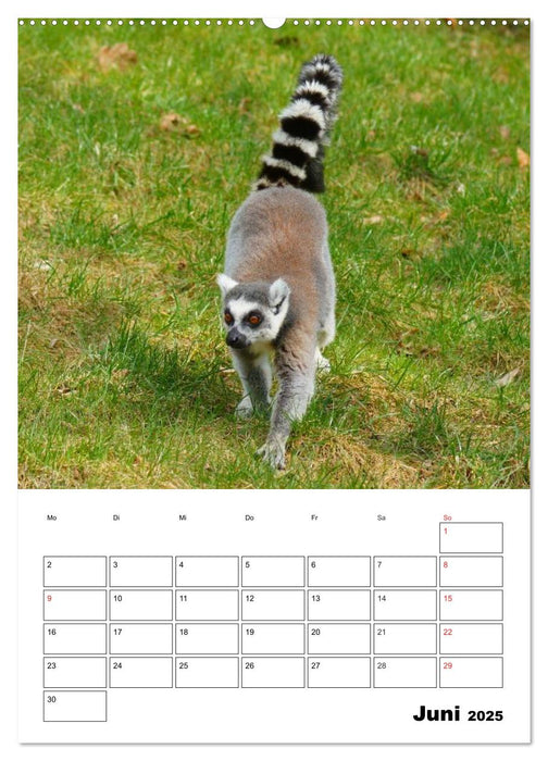 Katta Terminplaner (CALVENDO Premium Wandkalender 2025)