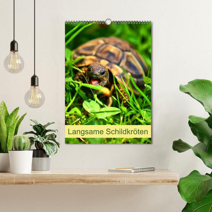 Langsame Schildkröten (CALVENDO Wandkalender 2025)