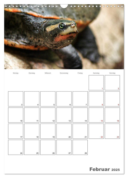 Langsame Schildkröten (CALVENDO Wandkalender 2025)