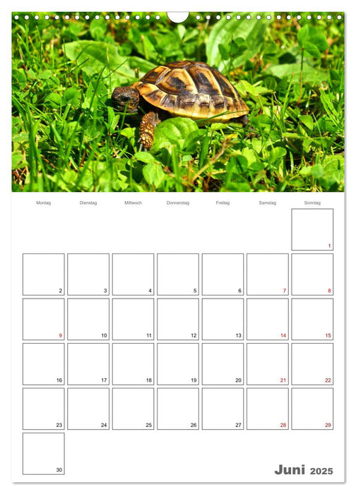 Langsame Schildkröten (CALVENDO Wandkalender 2025)