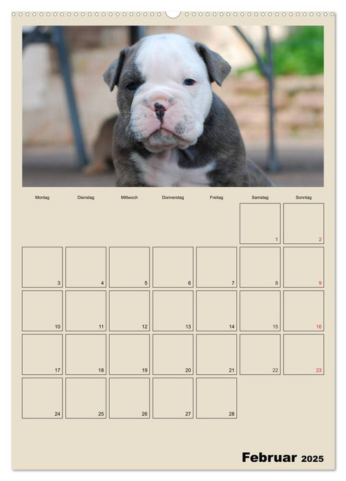 Bulldoggen-Babys (CALVENDO Premium Wandkalender 2025)