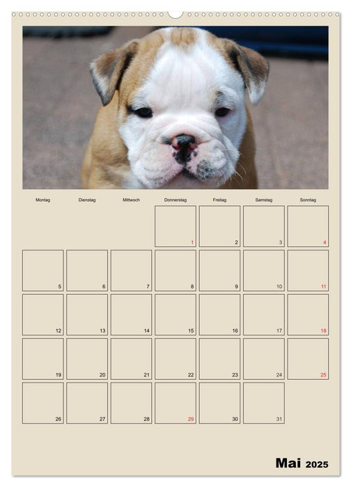 Bulldoggen-Babys (CALVENDO Premium Wandkalender 2025)