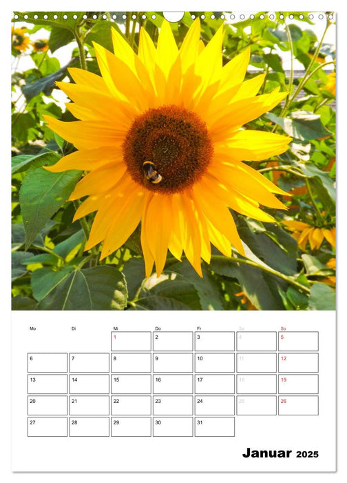 Strahlende Sonnenblumen (CALVENDO Wandkalender 2025)