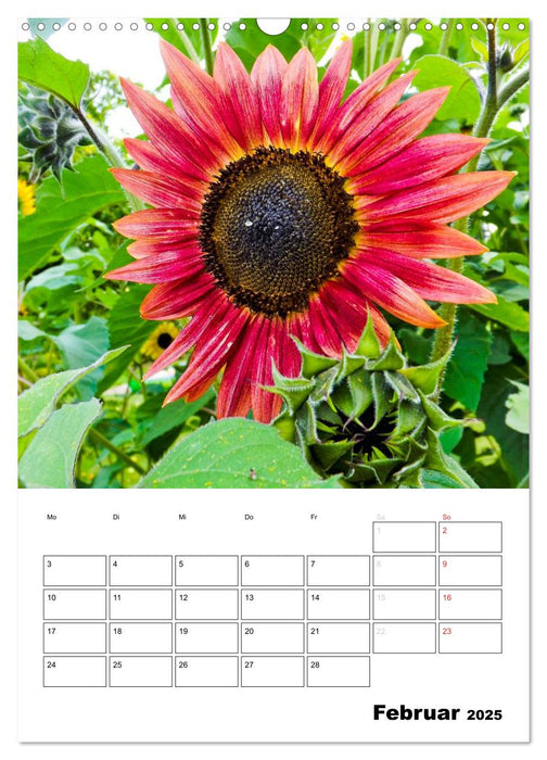 Strahlende Sonnenblumen (CALVENDO Wandkalender 2025)