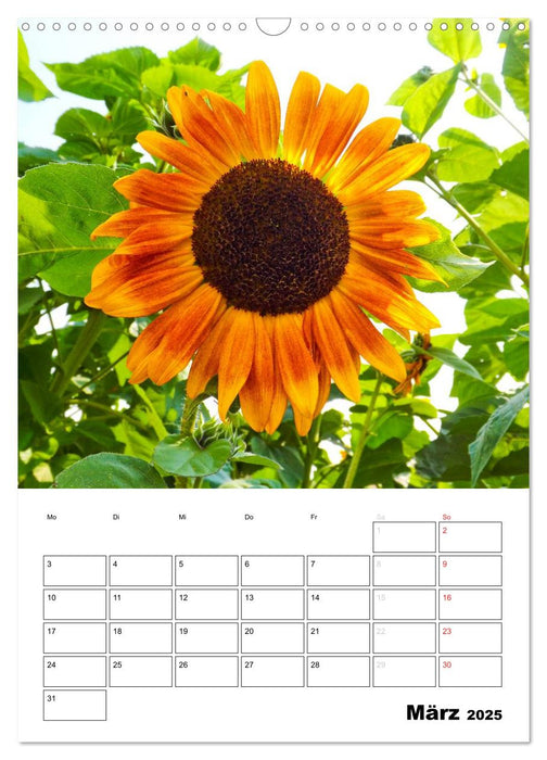 Strahlende Sonnenblumen (CALVENDO Wandkalender 2025)