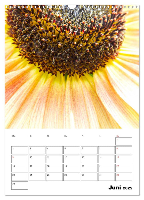 Strahlende Sonnenblumen (CALVENDO Wandkalender 2025)