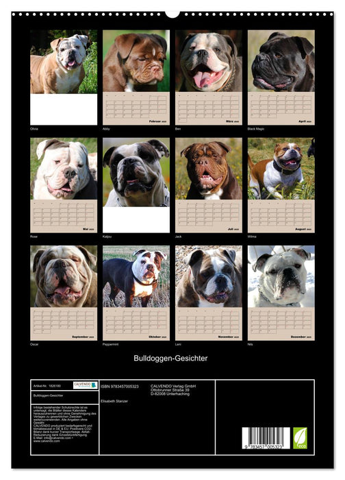 Bulldoggen-Gesichter (CALVENDO Premium Wandkalender 2025)