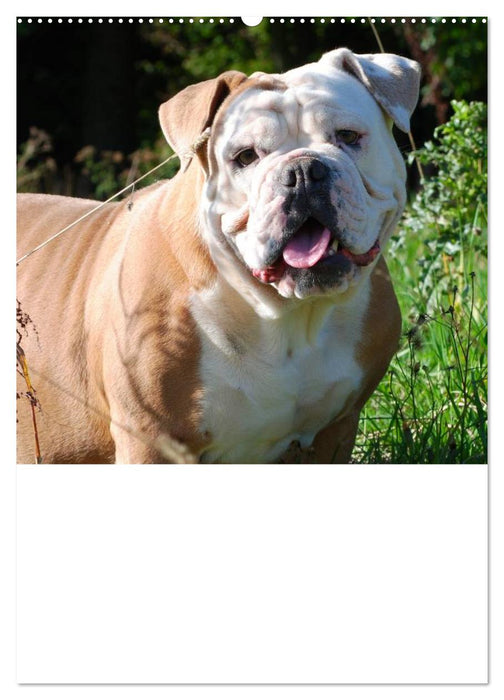 Bulldoggen-Gesichter (CALVENDO Premium Wandkalender 2025)