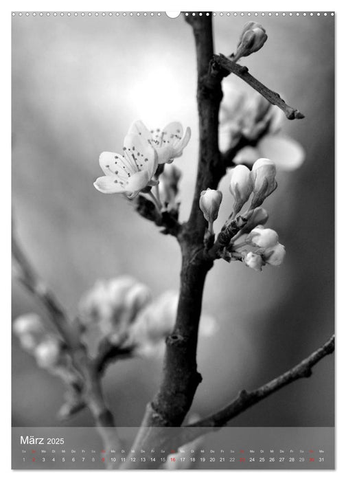 Monochrome Blüten - In Schwarz-Weiß Bildern durch das Jahr (CALVENDO Premium Wandkalender 2025)
