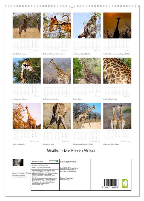 Giraffen - Die Riesen Afrikas (CALVENDO Premium Wandkalender 2025)