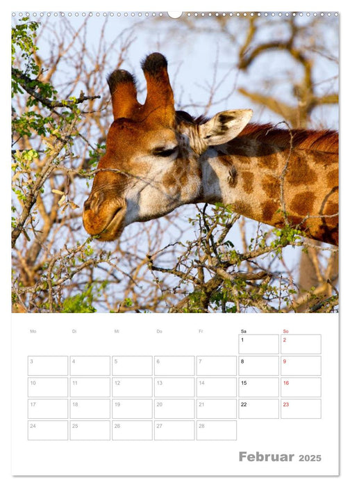 Giraffen - Die Riesen Afrikas (CALVENDO Premium Wandkalender 2025)