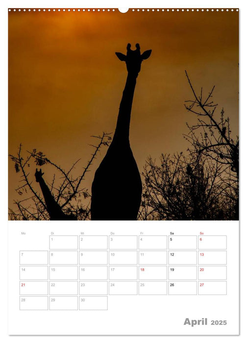 Giraffen - Die Riesen Afrikas (CALVENDO Premium Wandkalender 2025)