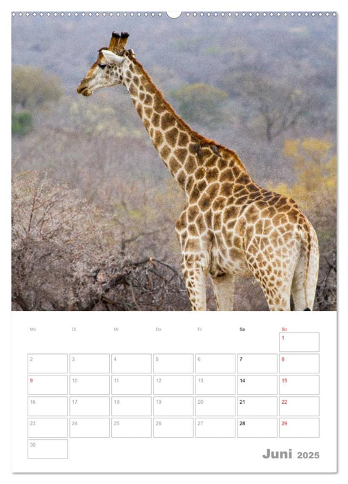 Giraffen - Die Riesen Afrikas (CALVENDO Premium Wandkalender 2025)