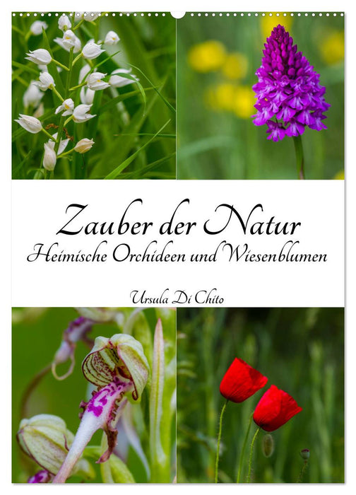 Zauber der Natur - Heimische Orchideen und Wiesenblumen (CALVENDO Wandkalender 2025)