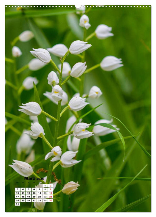 Zauber der Natur - Heimische Orchideen und Wiesenblumen (CALVENDO Wandkalender 2025)