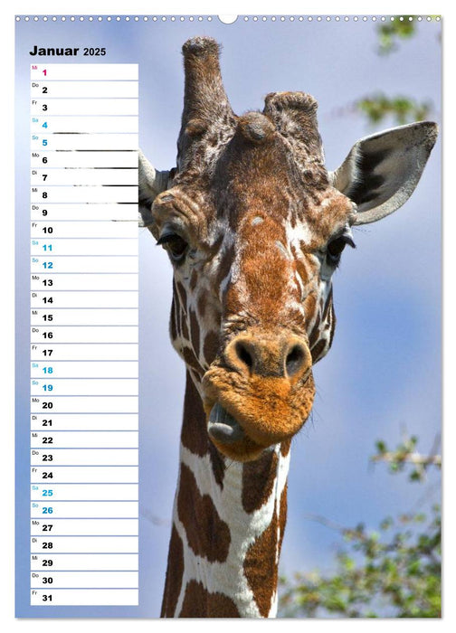 Giraffen - Die Grazien in Afrikas Savannen (CALVENDO Premium Wandkalender 2025)