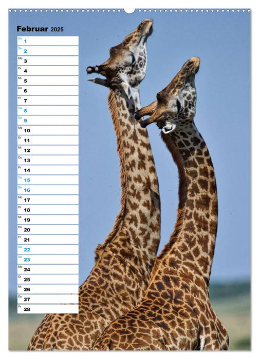 Giraffen - Die Grazien in Afrikas Savannen (CALVENDO Premium Wandkalender 2025)