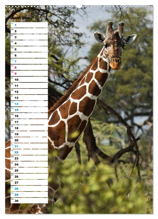 Giraffen - Die Grazien in Afrikas Savannen (CALVENDO Premium Wandkalender 2025)