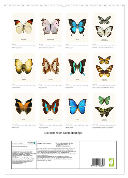 Die schönsten Schmetterlinge (CALVENDO Premium Wandkalender 2025)