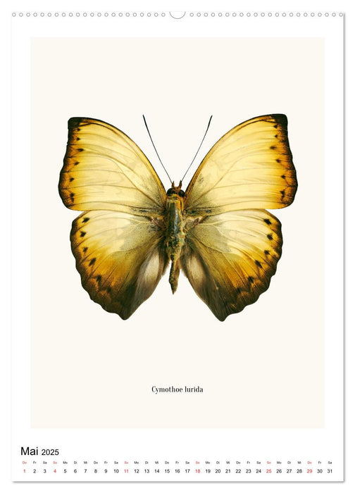 Die schönsten Schmetterlinge (CALVENDO Premium Wandkalender 2025)