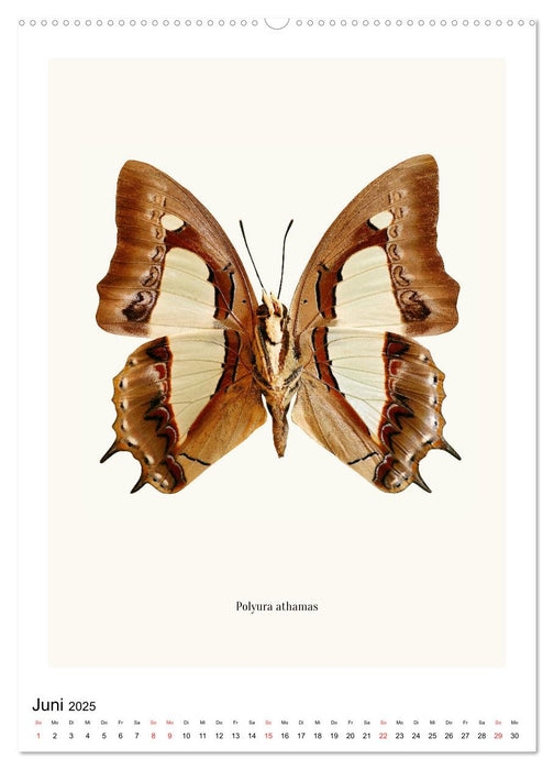 Die schönsten Schmetterlinge (CALVENDO Premium Wandkalender 2025)
