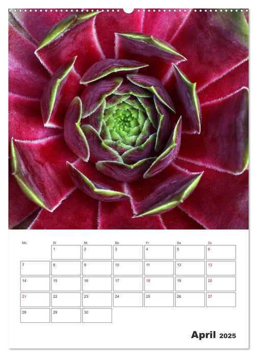 Ich liebe Sempervivum (CALVENDO Premium Wandkalender 2025)