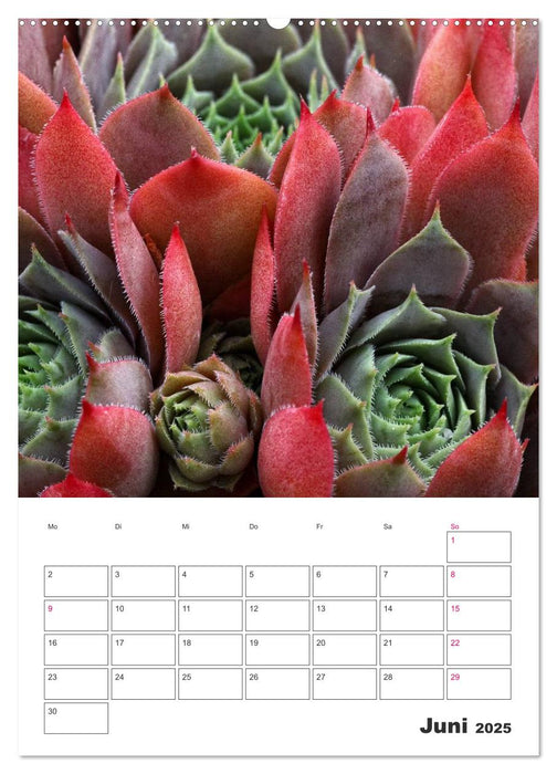 Ich liebe Sempervivum (CALVENDO Premium Wandkalender 2025)